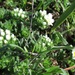 Euploca foliosissima - Photo (c) carlosmartorell69, todos los derechos reservados, subido por carlosmartorell69