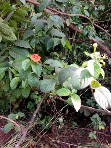 Mussaenda elegans