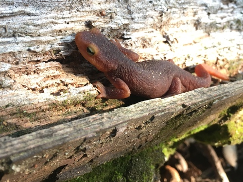 iNaturalist observation photo of Sierra Newt