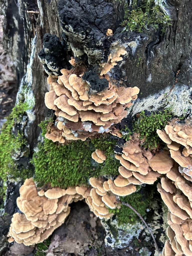 Deer-colored Trametes from Meramec State Park, Sullivan, MO, US on July ...