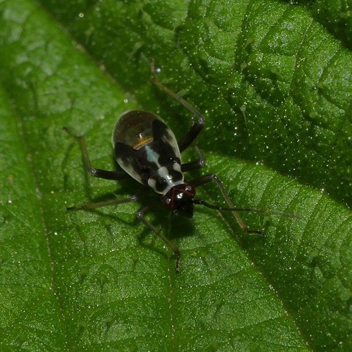 orange-spotted plant bug