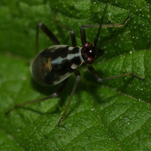 orange-spotted plant bug