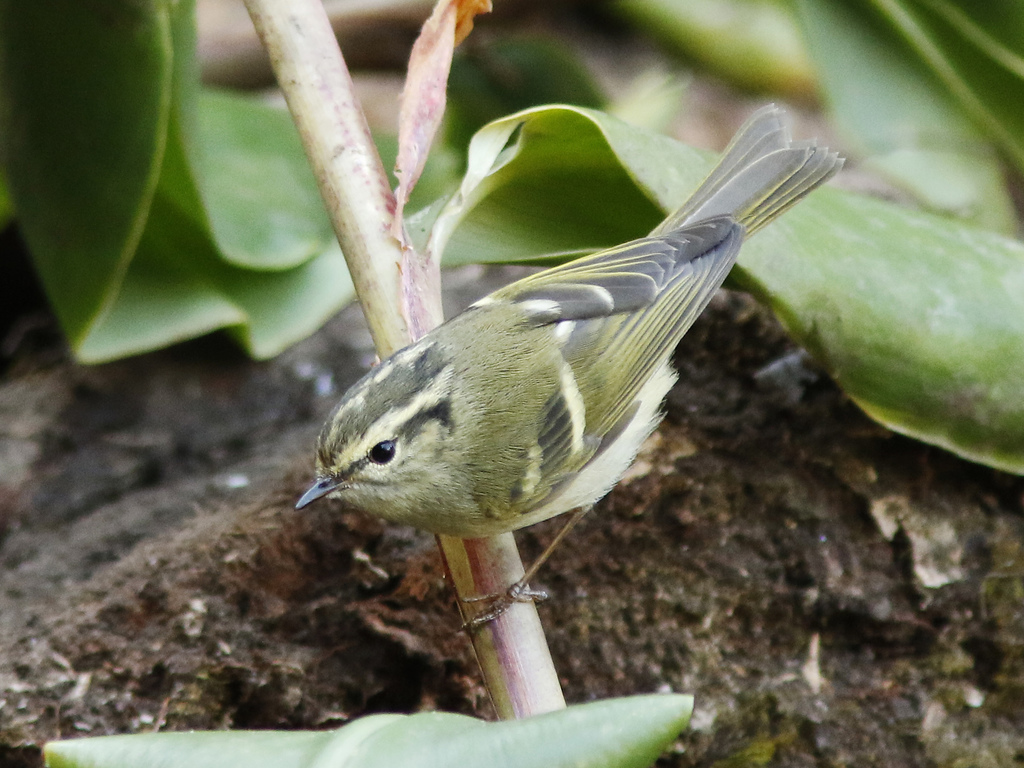 Sichuan Leaf Warbler photo