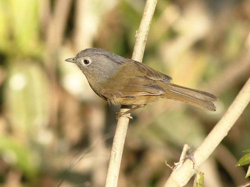 Alcippe fratercula Rippon, 1900