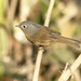 Yunnan Fulvetta - Photo (c) David Beadle, all rights reserved, uploaded by David Beadle