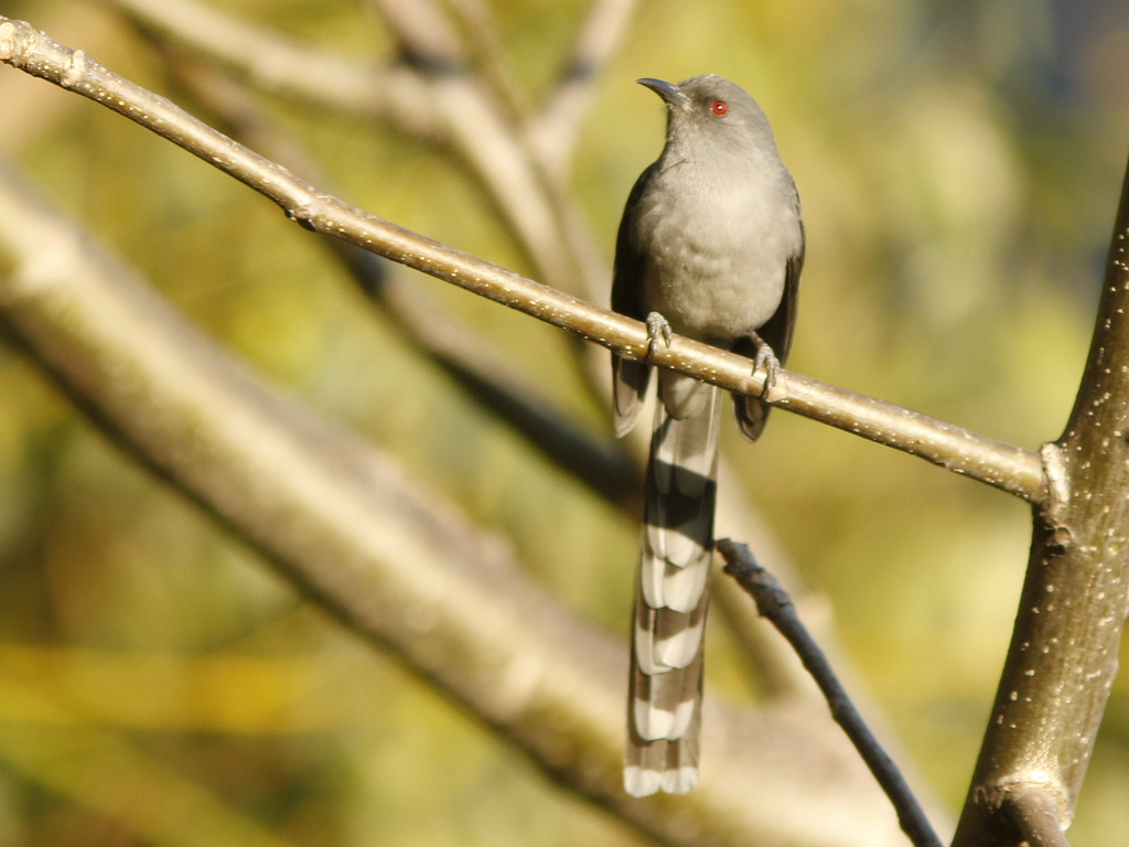 Long-tailed Sibia photo