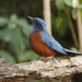 Chestnut-bellied Rock-Thrush - Photo (c) David Beadle, all rights reserved, uploaded by David Beadle