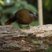 Blue-winged Laughingthrush - Photo (c) David Beadle, all rights reserved, uploaded by David Beadle
