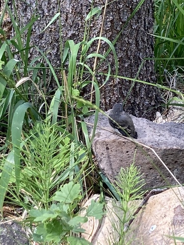 iNaturalist observation photo of Perching Birds