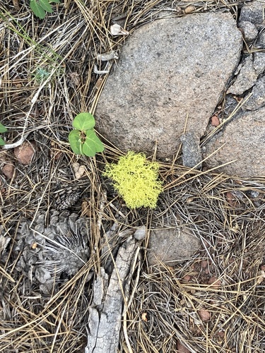 iNaturalist observation photo of Wolf Lichens