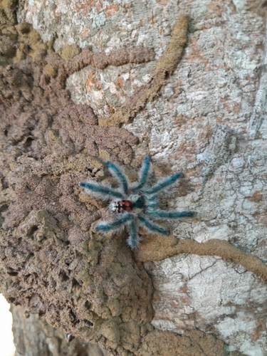 Brazilian Jewel Tarantula