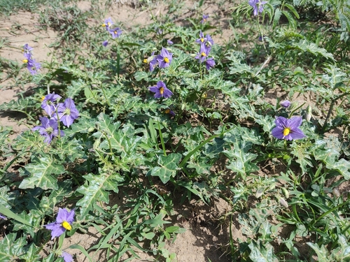 Surattense Nightshade