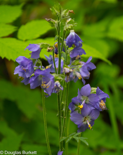 Tall Jacob's-ladder