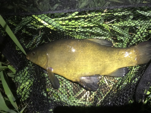 Tench