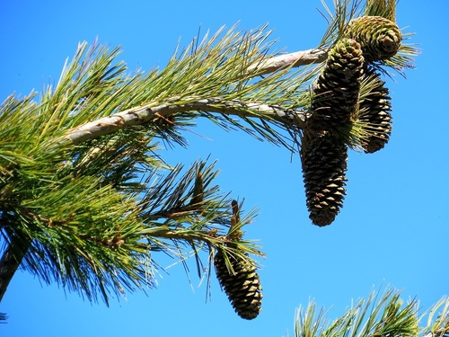 southwestern white pine