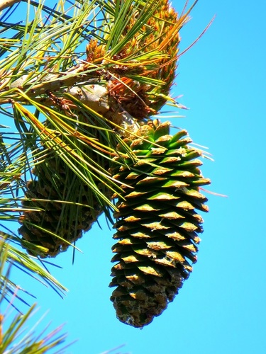 Pinus strobiformis (Southwestern White Pine, Border Pine, Chihuahua Wh –  MySeedsCo