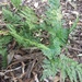Hare's Foot Fern - Photo (c) peterzoo, all rights reserved, uploaded by peterzoo