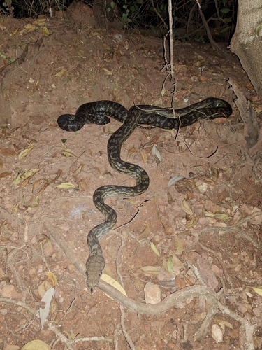 Australian Scrub Python sighting