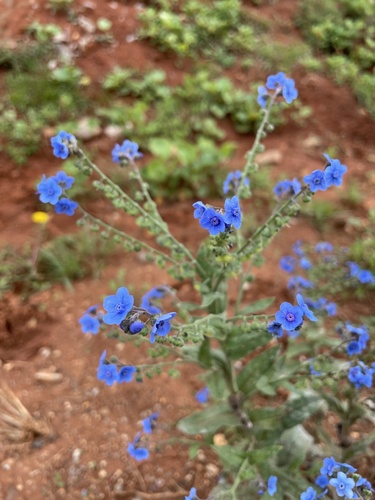 Chinese forget-me-not