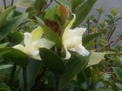 Sobralia macrophylla image