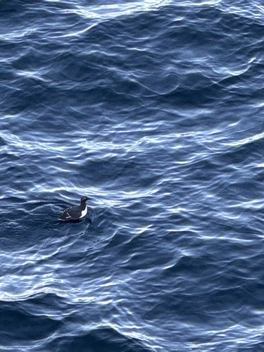 Common Murre