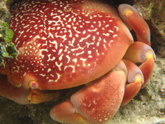 Carpilius corallinus image