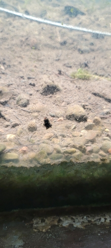 iNaturalist observation photo of Caddisflies