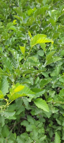 iNaturalist observation photo of True Bugs, Hoppers, Aphids, and allies
