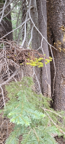 iNaturalist observation photo of fir broom rust
