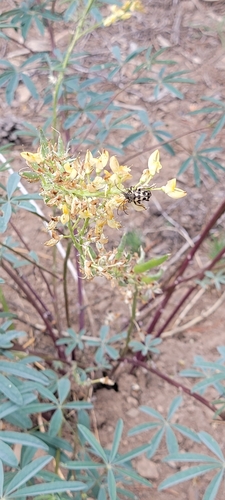 iNaturalist observation photo of Judolia instabilis