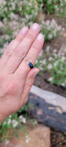 iNaturalist observation photo of Cobalt Milkweed Beetle