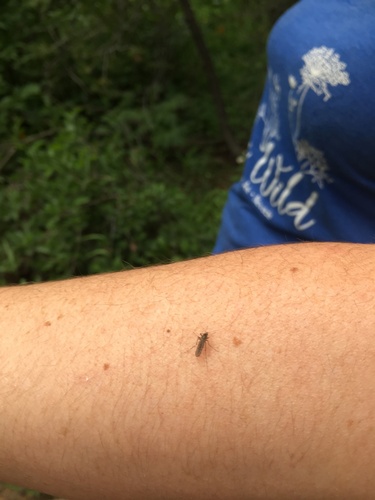 iNaturalist observation photo of Inland Floodwater Mosquito