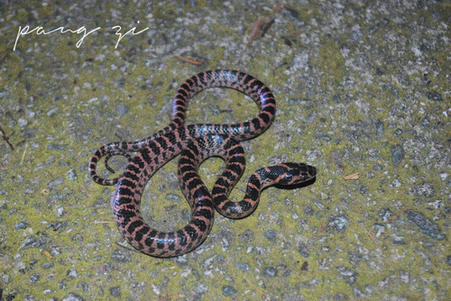 Red-banded Snake