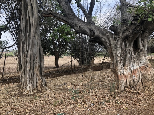 Indian banyan