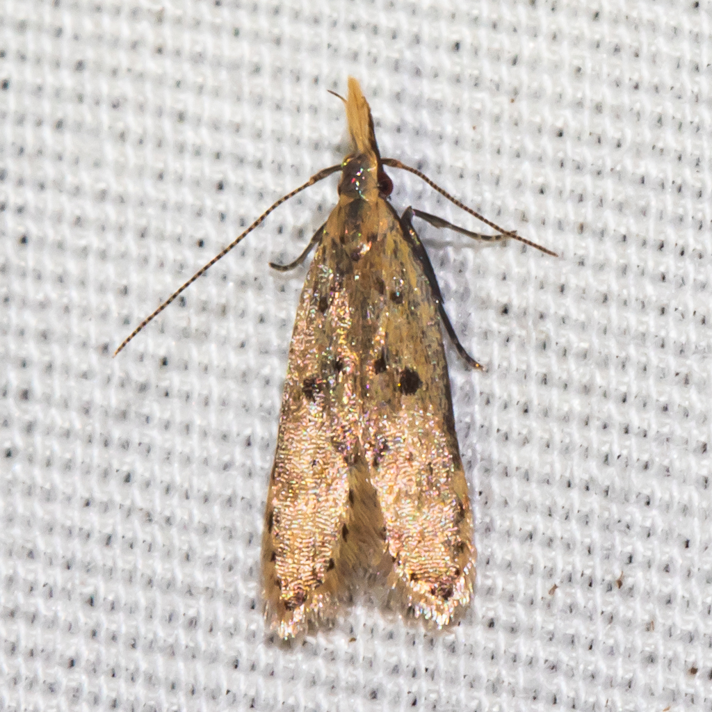 Many-spotted Dichomeris Moth from Patuxent Research Refuge, Anne ...