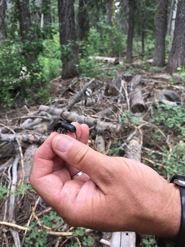 iNaturalist observation photo of Pterostichus lama