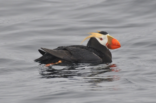 Tufted Puffin