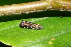 Strobisia iridipennella