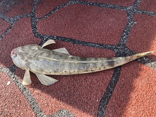 Bartail Flathead