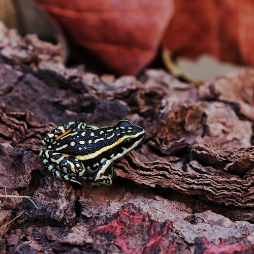 Lutz's Poison Frog