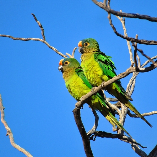 Peach-fronted Parakeet