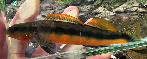 Tangerine Darter