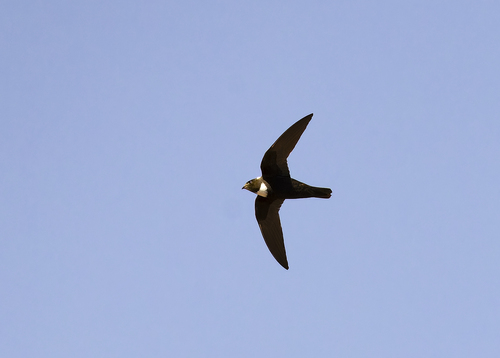 Biscutate Swift