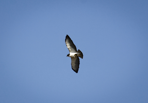 Short-tailed Hawk