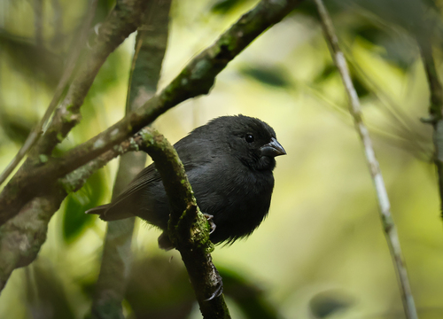 Sooty Grassquit