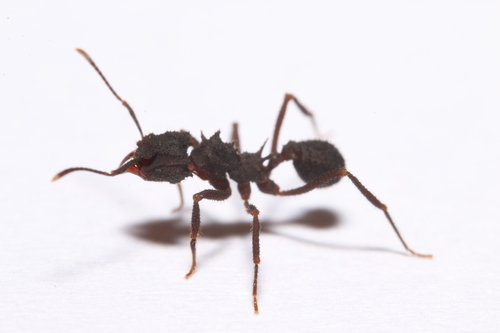 菇食蚁属Mycetomoellerius