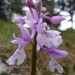 Orchis olbiensis - Photo (c) mercantour, כל הזכויות שמורות, הועלה על ידי mercantour