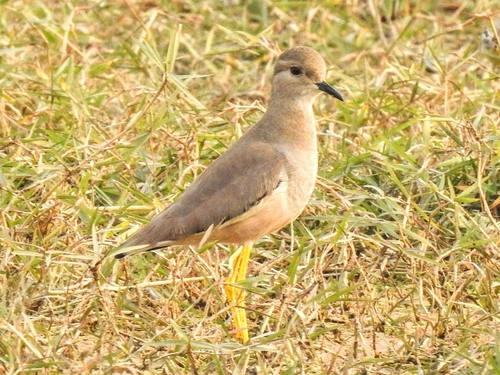 White-tailed Lapwing