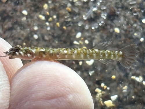 Peter's Clingfish (Tomicodon petersii)