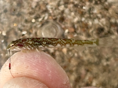 Zebra Clingfish (Tomicodon zebra)